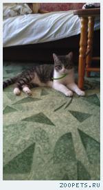 кот без породы