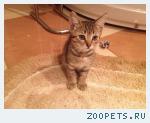котенок Вася 