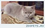 кот британец степа