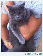 кот,британец