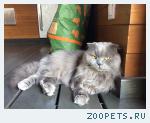кошка, шотландский вислоухий