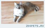 кошка