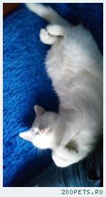 Пропала Кошка