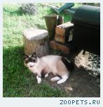 кошка