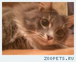 кот, метис