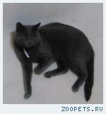 кот, отзывается на кличку Мурзик.