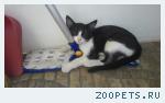 Котенок подросток