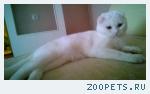 кот белый по кличке Кокос