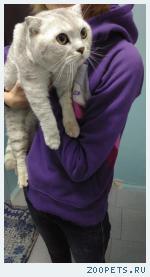 найден кот