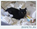 Черный кот