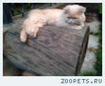кот, шотландский 