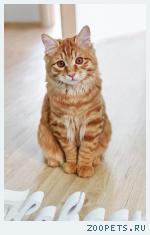 Кот -Максик
