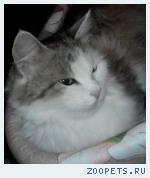 кошка
