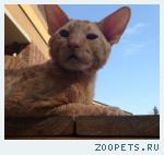 Кот, Корниш Рекс