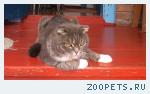 Кот. Метис с шотландцем