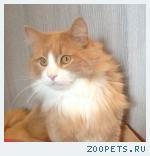 Кот, беспородный
