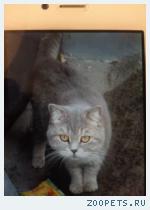 Кот изя
