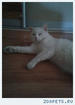 пропал котик