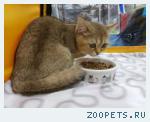 Кошка 