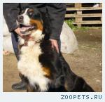 Бернский зенненхунд, сука, 3 года.