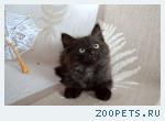 Кот, беспородный