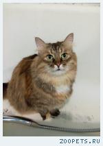 кошка Юська