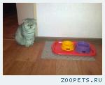 кошка