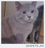Кот изя