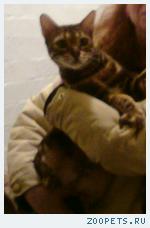 Бенгальский кот