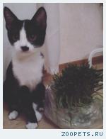Котенок