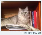 Кошка