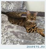Бенгальский кот