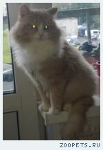котик