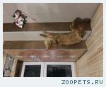 Кот мейн-кун