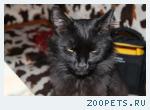 Черный кот