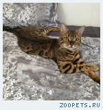 Бенгальский кот