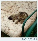 Кот, домашний