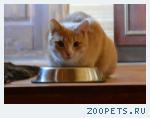  Кот, рыжий