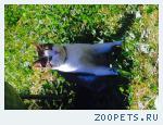 Кот, Мурзик