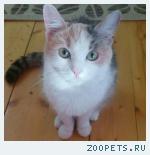 Бело-серая-рыжая кошка