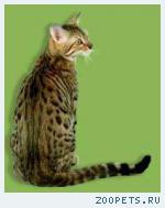  бенгальский кот