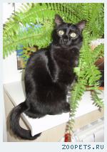 Кот мама сиамская