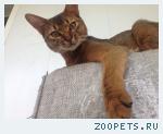кот абесинский