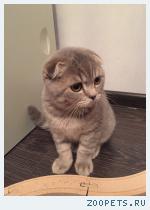 серый котенок