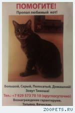большой кот