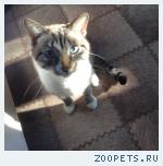 Кот, домашний кото