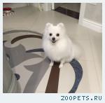 Собака, Шпиц