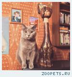 Британская кошка 
