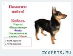 ПОМОГИТЕ НАЙТИ!!!😰Потерялся кобель цвергпинчера 4 года окрас черный с рыжим