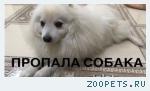 собака